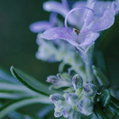 Lavender Mint Liquid Dish Soap Refill Bottle