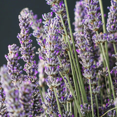 Lavender Liquid Hand Soap Refill Bottle
